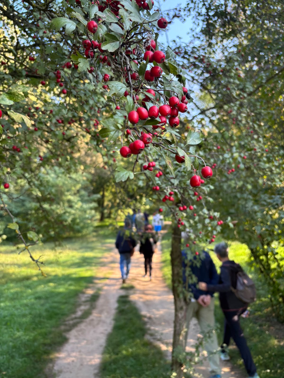 Le bacche rosse del biancospino lungo il sentiero del Parco della Vernavola